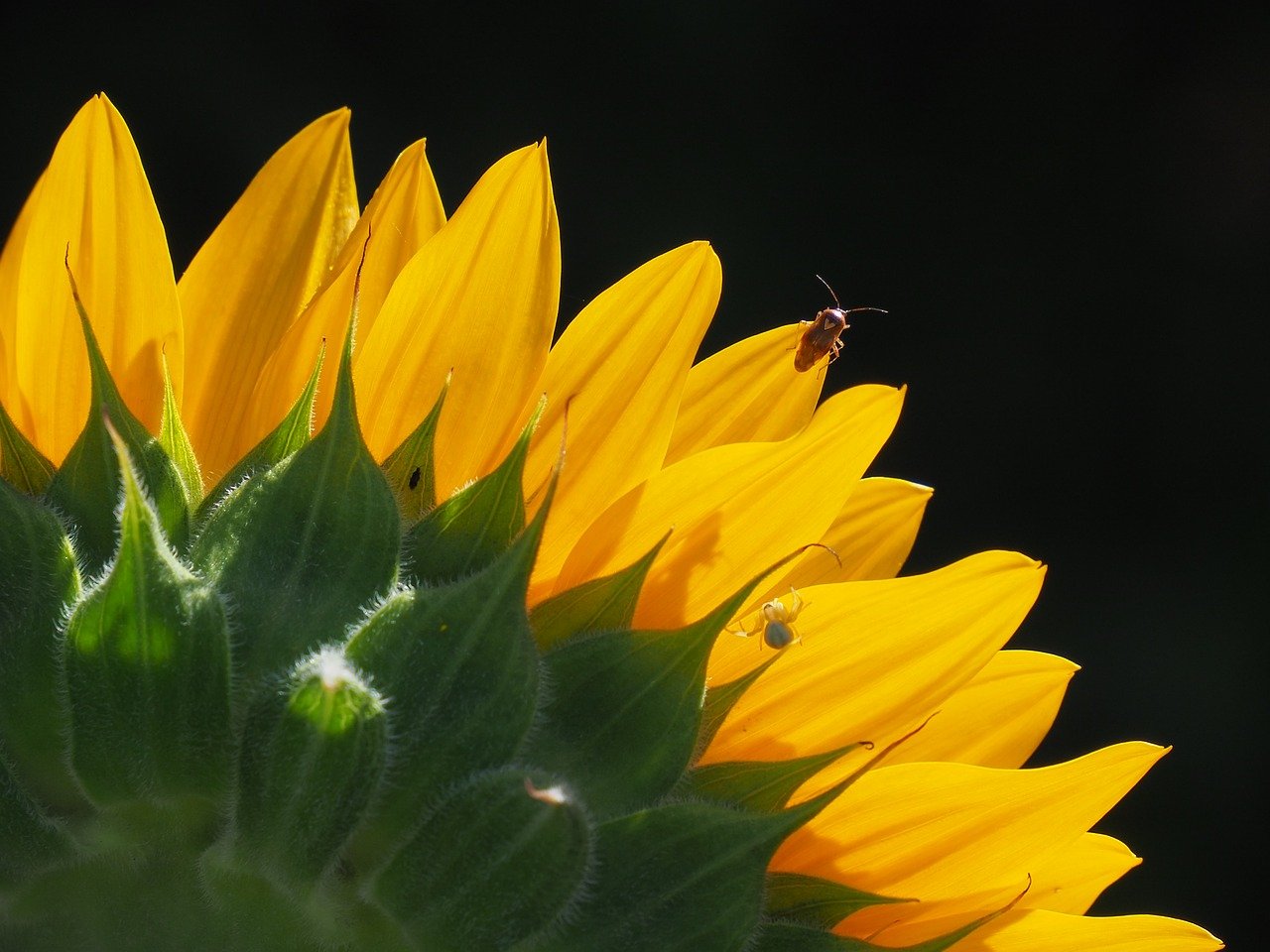 sunflower, beetle, insects-8181484.jpg